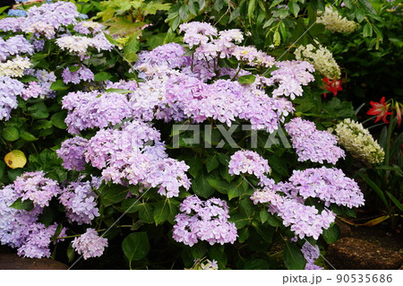 アジサイ 長谷の祈り Hydrangea macrophylla アジサイ 長谷の祈り Hydrangea macrophylla 90535686