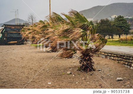 Tropical storm, heavy rain and high winds in tropical climates. Palm trees swaying in the wind from a tropical storm 90535738