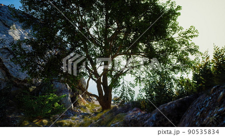 Single tree in the rocky mountains 90535834