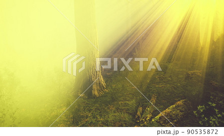 deep in the forest on a misty morning 90535872