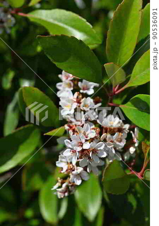 奄美大島で咲くシャリンバイの花 90536091
