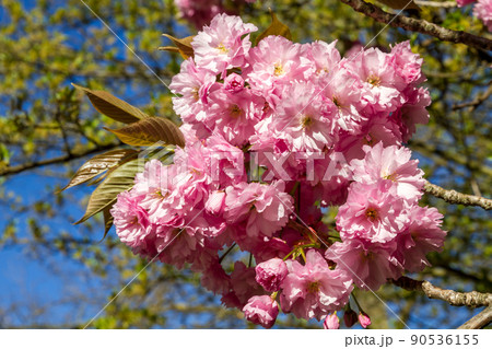 Japanese cherry blossom in spring. Macro view 90536155