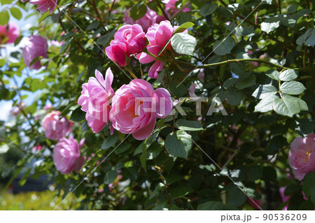 満開のバラ。ボウベルズ。青空。花、薔薇イメージ素材。背景。5月 90536209