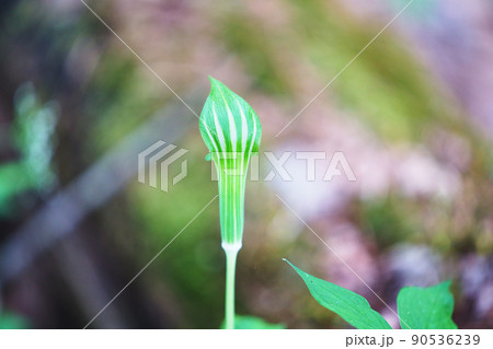 ヒロハテンナンショウ 90536239