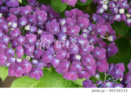 アジサイ ディープパープル Hydrangea macrophylla アジサイ ディープパープル Hydrangea macrophylla 90536532