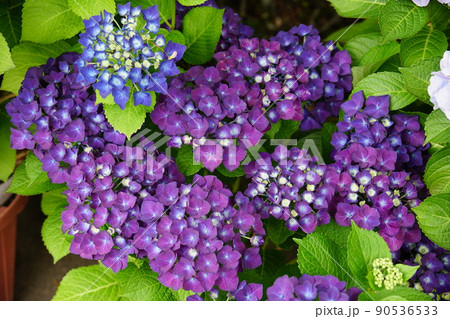 アジサイ ディープパープル　Hydrangea macrophylla 90536533