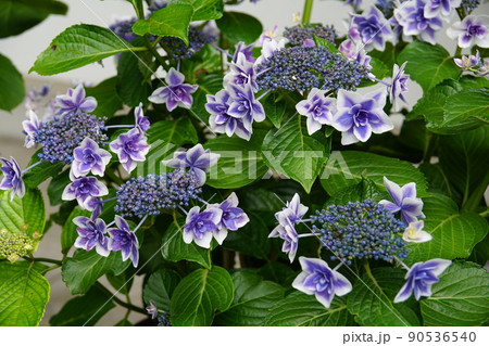 アジサイ アラモード　Hydrangea macrophylla 90536540