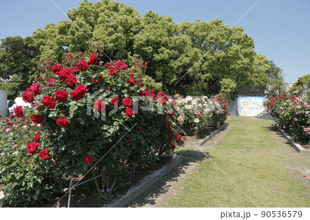 荒尾市　おもやい市民花壇　バラの花、 90536579