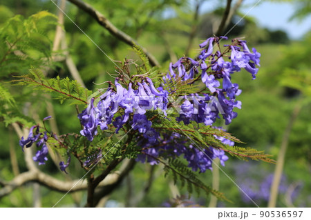 ジャカランダ祭り（宮崎県） 90536597