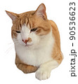 茶色いネコ 90536623
