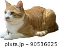 茶色いネコ 90536625