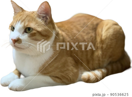茶色いネコ 90536625