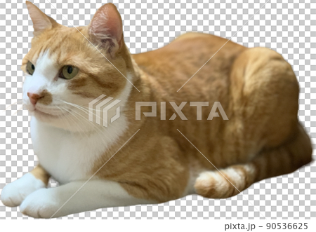 茶色いネコ 90536625