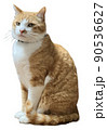 茶色いネコ 90536627