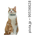 茶色いネコ 90536628