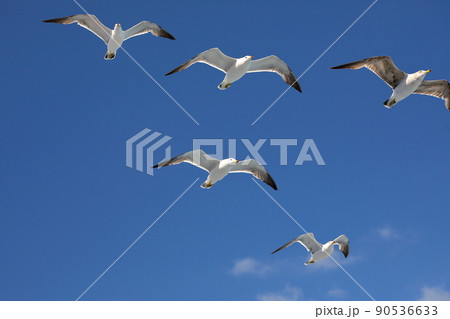 佐渡汽船 新潟港ー佐渡島両津航路のフェリーに寄ってきたカモメの一種ウミネコ 佐渡汽船 新潟港ー佐渡島両津航路のフェリーに寄ってきたカモメの一種ウミネコ 90536633