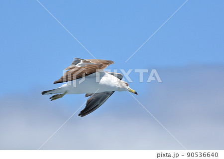 佐渡汽船　新潟港ー佐渡島両津航路のフェリーに寄ってきたカモメの一種ウミネコ 90536640