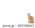 茶色いネコ 90536643