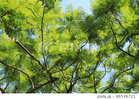 ジャカランダ祭り（宮崎県） 90536721