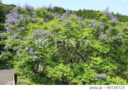 ジャカランダ祭り(宮崎県) ジャカランダ祭り(宮崎県) 90536725