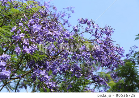 ジャカランダ祭り（宮崎県） 90536728