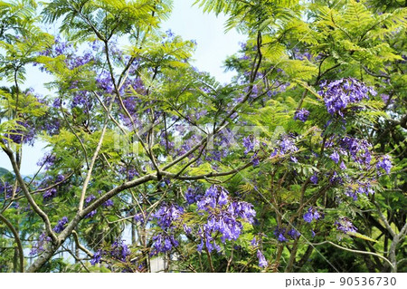ジャカランダ祭り（宮崎県） 90536730