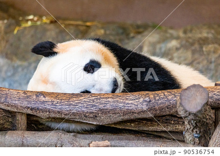 和歌山 アドベンチャーワールド パンダ 和歌山 アドベンチャーワールド パンダ 90536754