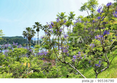 ジャカランダ祭り（宮崎県） 90536790