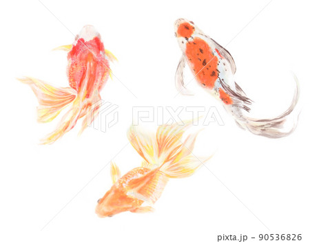 金魚 3種 水彩画のイラスト素材 [90536826] - PIXTA