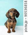 four-month-old red dachshund puppy sits on a white floor 90536858