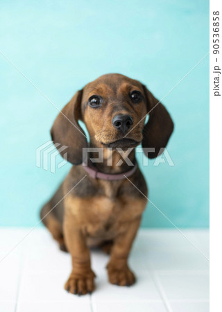four-month-old red dachshund puppy sits on a white floor 90536858