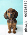 red dachshund puppy sits on a white floor 90536859
