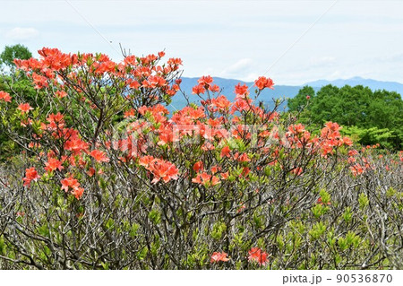 栃木県矢板市・八方ヶ原のレンゲツツジ 栃木県矢板市・八方ヶ原のレンゲツツジ 90536870