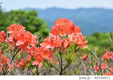 栃木県矢板市・八方ヶ原のレンゲツツジ 栃木県矢板市・八方ヶ原のレンゲツツジ 90536872