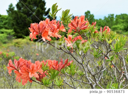 栃木県矢板市・八方ヶ原のレンゲツツジ 栃木県矢板市・八方ヶ原のレンゲツツジ 90536873