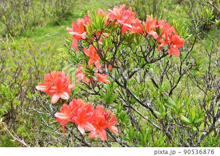 栃木県矢板市・八方ヶ原のレンゲツツジ 栃木県矢板市・八方ヶ原のレンゲツツジ 90536876