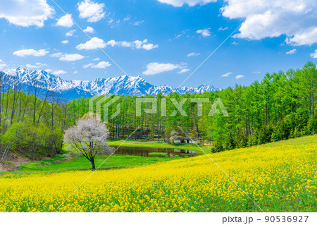 中山高原　新緑と菜の花と桜【長野県】 90536927