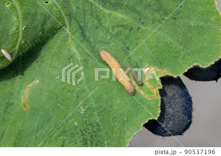 6月の家庭菜園で見つけたヨトウチュウ 90537196