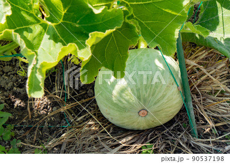 6月の家庭菜園で大きくなり始めたカボチャ 6月の家庭菜園で大きくなり始めたカボチャ 90537198