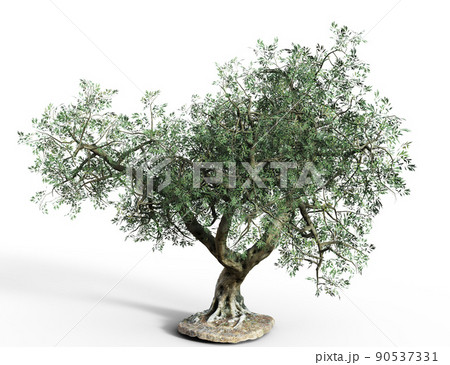 3D Olive tree isolated 90537331