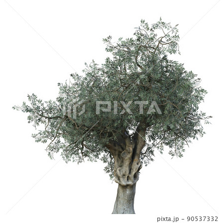 3D Olive tree isolated 3D Olive tree isolated 90537332