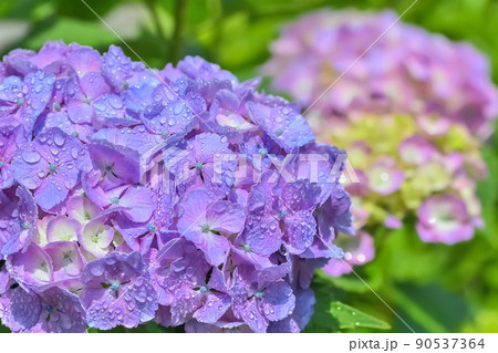 雨上がりの紫陽花(Hydrangea) 雨上がりの紫陽花(Hydrangea) 90537364