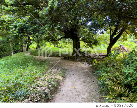 新緑の栗林公園(5月上旬) 新緑の栗林公園(5月上旬) 90537620