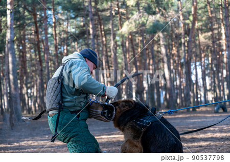 Top section of a man swinging a stick at a dog. The instructor trains dogs for patrol service. Sheepdog holds in his mouth to bite the sleeve. Blurred motion. Selective focus. 90537798