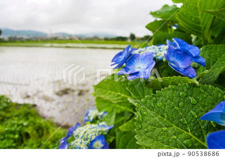 開成町の紫陽花 開成町の紫陽花 90538686