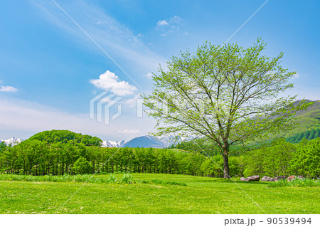 新緑の北海道 新緑の北海道 90539494