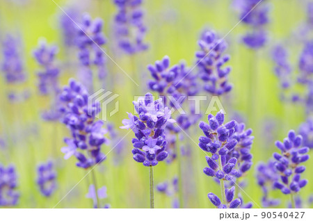 イングリッシュ・ラベンダー イングリッシュ・ラベンダー 90540427