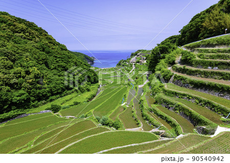 初夏の若稲が美しい浜野浦の棚田(佐賀県玄海町) 初夏の若稲が美しい浜野浦の棚田(佐賀県玄海町) 90540942
