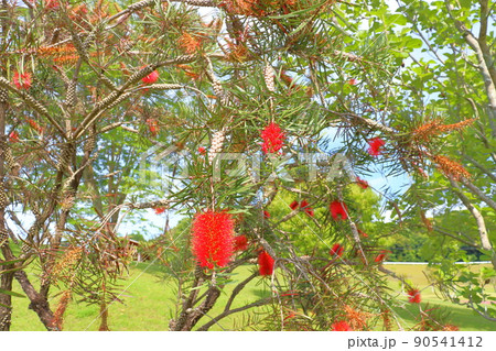 ブラシノキの花　赤色の花 90541412