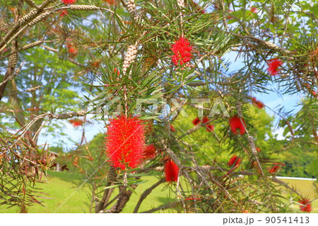 ブラシノキの花 赤色の花 ブラシノキの花 赤色の花 90541413